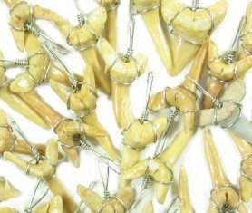 Fossil Shark Teeth Necklaces, Moroccan Shark Teeth Pendants></td>
      </tr>
      <tr>
        <td style=