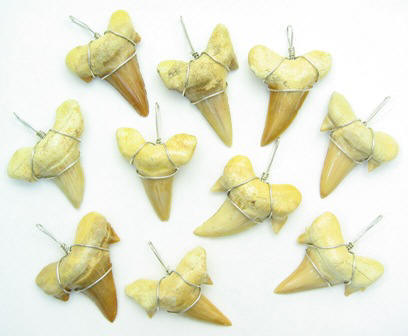 Wire Wrapped Shark Teeth Pendants