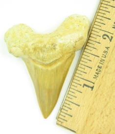 Wholesale Shark Teeth