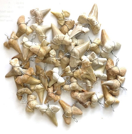 50 PC. 3/4" - 1.25" Wire Wrapped Shark Teeth Pendants #ST-400